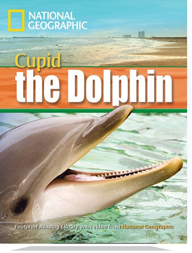 Cupid the Dolphin